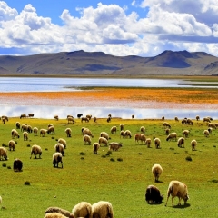 Yamdrok Lake in Summer 