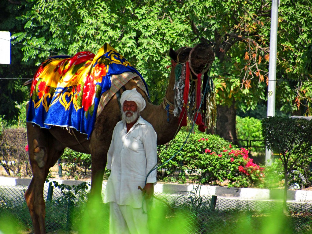 Chandigarh wielbłąd